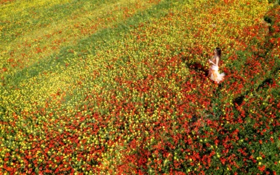 Being a Caregiver is Killing Me – What it means to have Caregiver Burnout